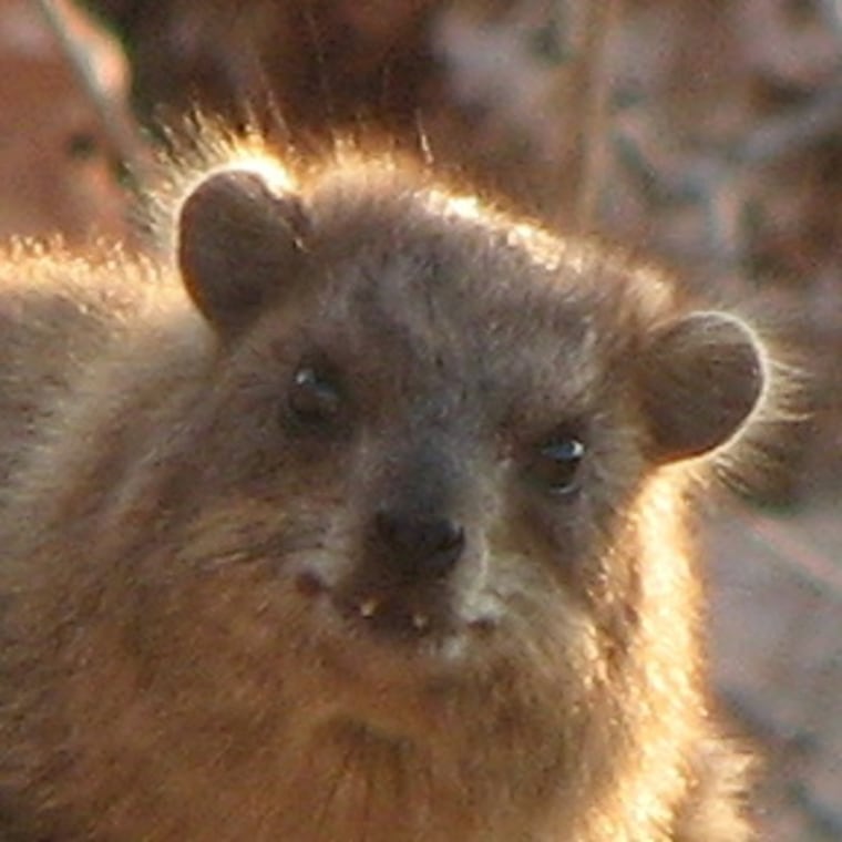 Image: Male hyrax